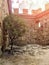 Lonely olive tree at the stone wall of ruined ancient fortress, green tree on a summer day in the rays of the sun in the courtyard