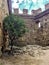 Lonely olive tree at the stone wall of ruined ancient fortress, green tree on a summer day in the rays of the sun in the courtyard