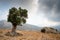 Lonely olive tree and stormy cloudy sky