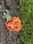 Lonely orange tulip in the spring garden near the cottage