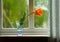 Lonely orange tulip on a window