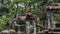 A lonely orangutan in Taman Safari Zoo, sitting on a rock