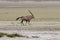 Lonely Oryx in the Etosha Pan Salt Desert