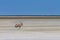 Lonely oryx at the Etosha salt pan