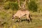 Lonely Oryx grazing in the savannah