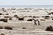 Lonely Pair of Gentoo Penguins