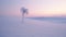 Lonely Palm: A Surreal Snowscape With Ethereal Colors