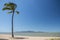 Lonely palm tree on a beach in Queensland, Australia