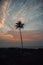 Lonely palm tree on the coast of Arabian Sea during sunset