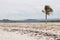 Lonely palm tree on a deserted seashore