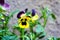 Lonely pansy flower yellow purple