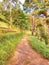 Lonely pathway and dense forest