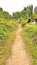 Lonely pathway and dense forest