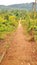 Lonely pathway and dense forest