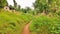 Lonely pathway and dense forest