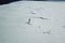 Lonely penguin on snow ice space of Antarctica