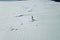 Lonely penguin on snow ice space of Antarctica