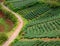 Lonely people, way, walk, tea field, Dalat