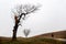 Lonely person walking near leafless trees in misty country