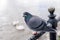 Lonely Pigeon