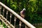 Lonely pigeon with beautiful plumage perched on metal fence of the Chinese Bridge Bridge in the Arboretum Oleksandriya