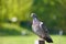 Lonely pigeon enjoying the summer day. with natural afternoon light has become the art of photography