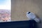 A lonely pigeon, on the railing of the balcony fence.