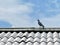 Lonely pigeon on the roof