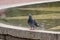 A lonely pigeon standing by the water pool