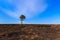 Lonely pine on the burnt ground