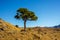 Lonely pine, cedar tree growing on mountain wall on blue sky background