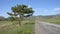 Lonely pine in a field near a highway with mountains in the background