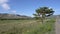 Lonely pine in a field near a highway with mountains in the background