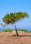 A lonely pine growing on the scorched earth on the Mediterranean