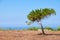 A lonely pine growing on the scorched earth on the Mediterranean