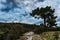 Lonely pine by the roadside. Mountain roads