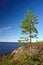 Lonely pine. Shore of the White sea, Karelia, Russia