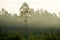 Lonely pine tree in deforested area