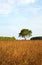 Lonely pine tree in the meadow