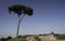 Lonely pine tree on Palatine hill