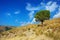 Lonely pine tree on torrid hills of Calabria