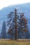 Lonely pine tree in Yosemite