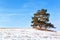 Lonely pine trees on a snowy pasture in the Czech countryside. Winter morning on pastures.