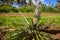 A lonely pineapple growing on a roadside of an rural road, in the island of Uvea Wallis, Wallis and Futuna Wallis-et-Futuna.
