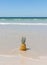 Lonely pineapple on the sand of the beach