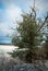 Lonely pinetree in snow