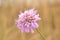 Lonely pink field flower
