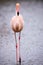 Lonely Pink Flamingo