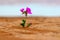 A lonely pink flower in the middle of the desert