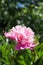 Lonely pink peony